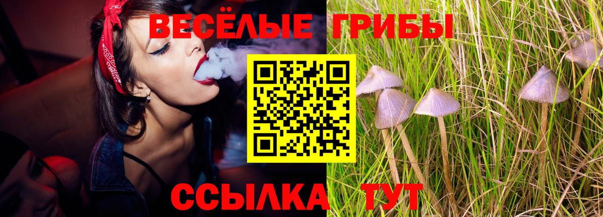 Псилоцибиновые грибы Psilocybine cubensis Кизляр
